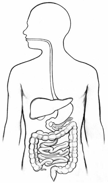 Digestive System To Draw