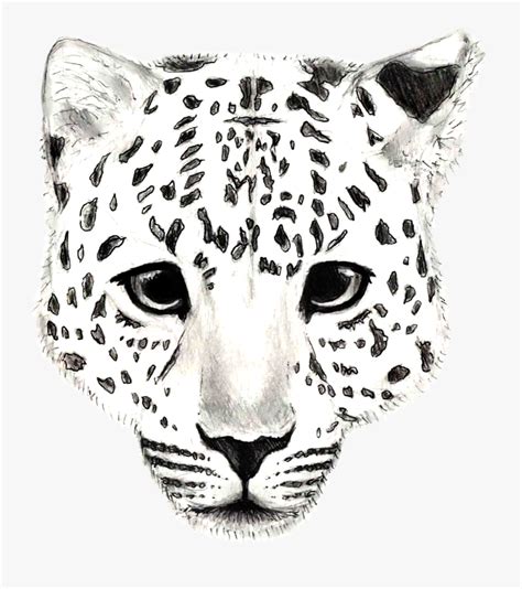 Snow Leopard Drawing Simple