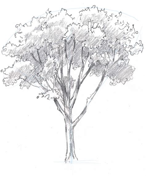How To Draw Trees