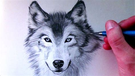 How Draw A Wolf