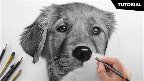 Dog Drawing How To