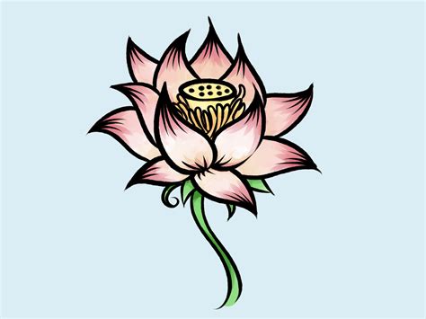 Drawn Lotus Flower
