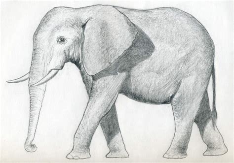 Drawing An Elephant Easy