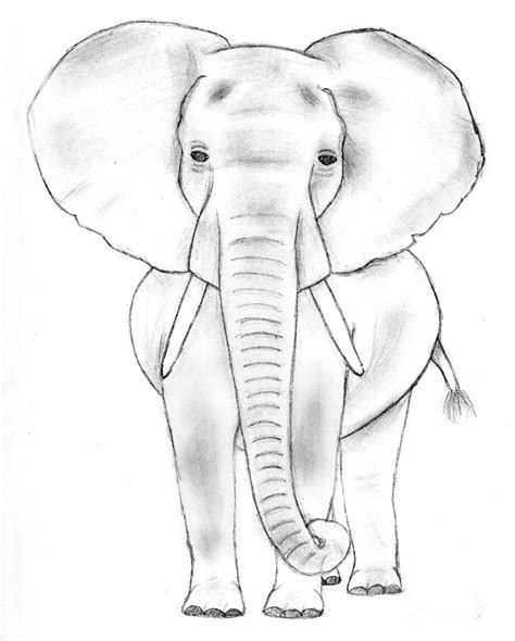 Elephants Drawing Easy