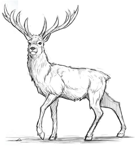 A Drawing Of A Deer