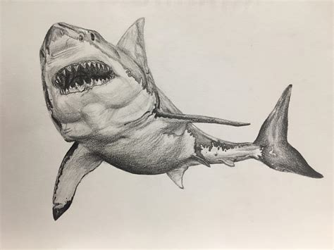 A Drawing Of A Shark