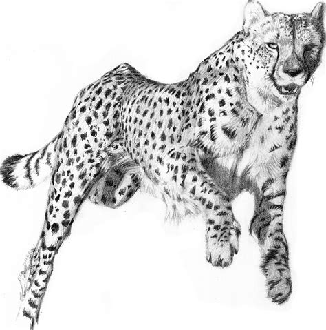 Draw A Cheetah
