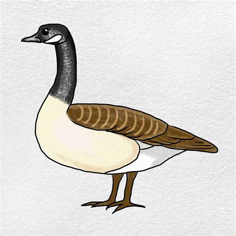 Draw A Goose