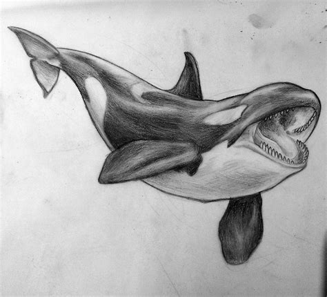 Draw A Killer Whale