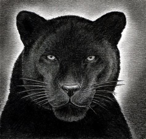 Draw A Panther