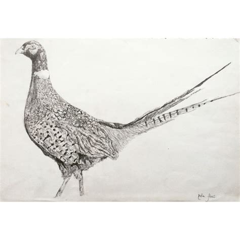 Draw A Pheasant
