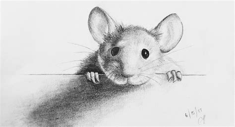 Drawing A Mouse