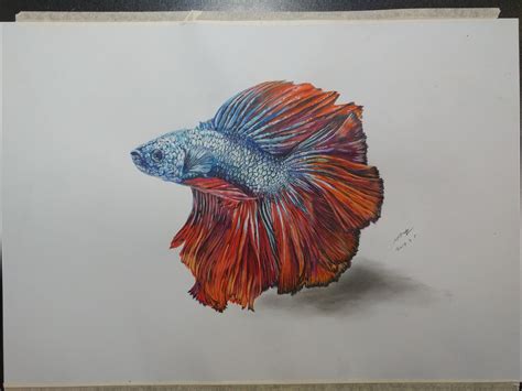 Drawing Of Betta Fish
