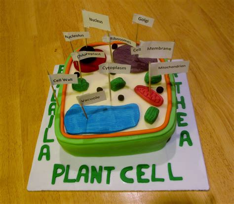 3D Model Of A Plant Cell