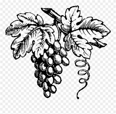 Draw Grape Vines