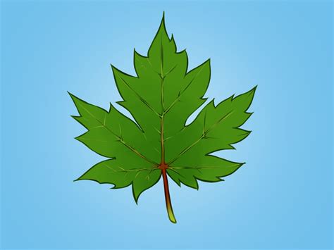 Drawing Maple Leaves