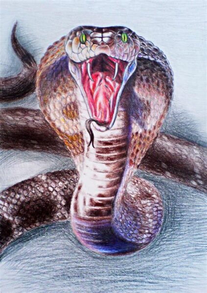 Drawing Of King Cobra