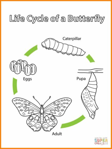 Drawing Of Butterfly Life Cycle