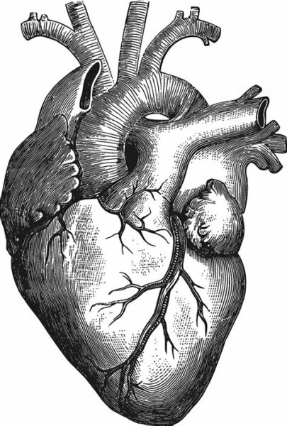 Drawing Of Human Heart