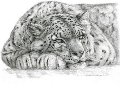 Draw Snow Leopard
