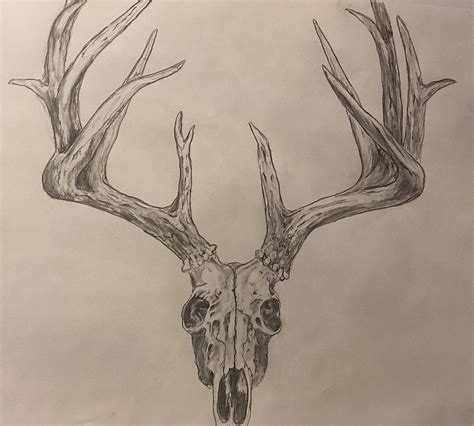 Draw Deer Skull